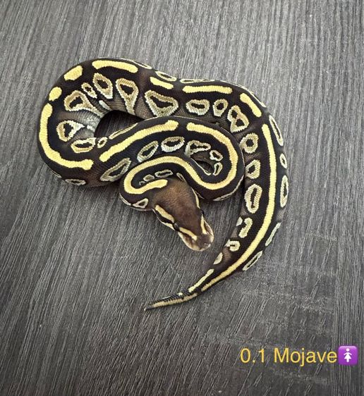 งูบอลไพธอน Ball Python ‘26 รูปที่ 3