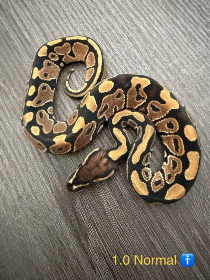 งูบอลไพธอน Ball Python ‘26