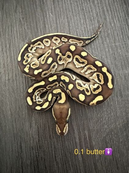 งูบอลไพธอน Ball Python ‘26 รูปที่ 4