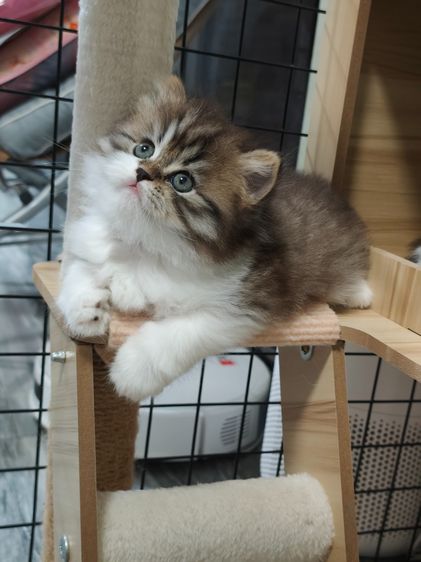 มันช์กิ้น (Munchkin) สัตว์เลี้ยง
