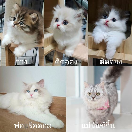 สัตว์เลี้ยง รูปที่ 17