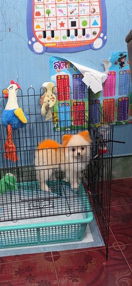 ปอมเมอเรเนียน (Pomeranian)  น้องปอม ไซศ์เล็ก เพศผู้ 7 เดือน. 