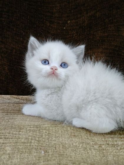 บริติช ชอร์ตแฮร์ (British Shorthair) บริติช สีพ้อย