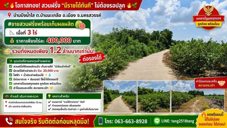 ขายสวนฝรั่งพร้อมเก็บ ผลผลิต เนื้อที่ 3 ไร่