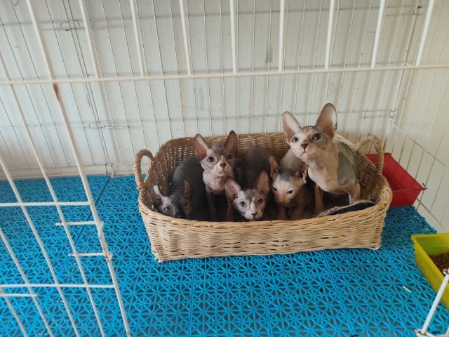สฟิงซ์ (Sphynx) ขายแมวสฟิงซ์ราคาถูก