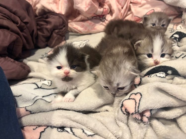 เปอร์เซีย (Persian) ลูกแมวเปอร์เซีย
