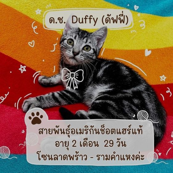 อเมริกัน ชอร์ตแฮร์ (American Shorthair) แมวน้อยอเมริกันชอตแฮร์