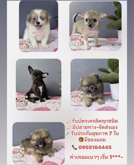 ปอมราคาถูก