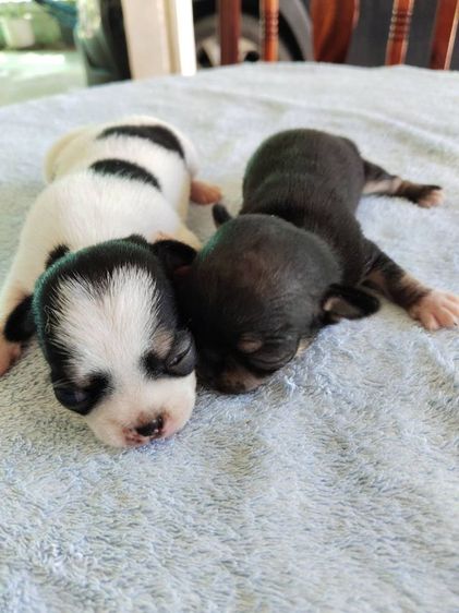 ชิวาวา (Chihuahua) เล็ก ชิวาว่า