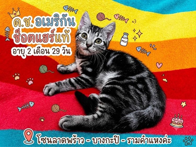 แมวน้อยอเมริกันช็อตแฮร์เพศผู้ค่ั