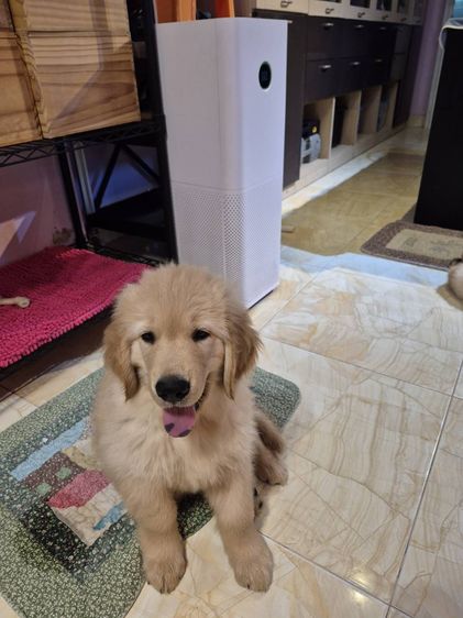 Golden Retriever Puppy