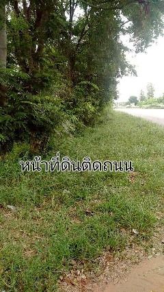 ขายที่ดิน 43 ไร่ ติดถนนมิตรภาพ บ้านไผ่ขอนแก่น ที่ดินจัดสรรแบ่งแปลงพร้อมขาย ขายยกโครงการ ขายถูกมาก รูปที่ 4
