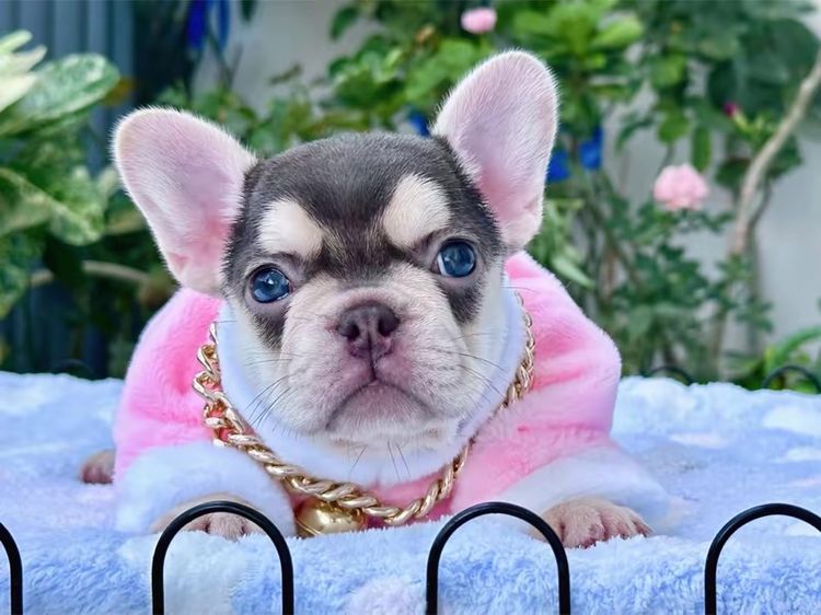 เฟรนบลูด็อก สีชอคโกแลต ส่งฟรี 