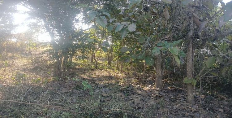 ที่ดิน 197 ตรว (เมืองเลย นาอาน)