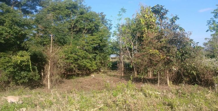 ขายด่วน ที่ดิน 197 ตรว (เมืองเลย นาอาน) รูปที่ 3