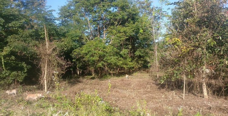 ขายด่วน ที่ดิน 197 ตรว (เมืองเลย นาอาน) รูปที่ 4