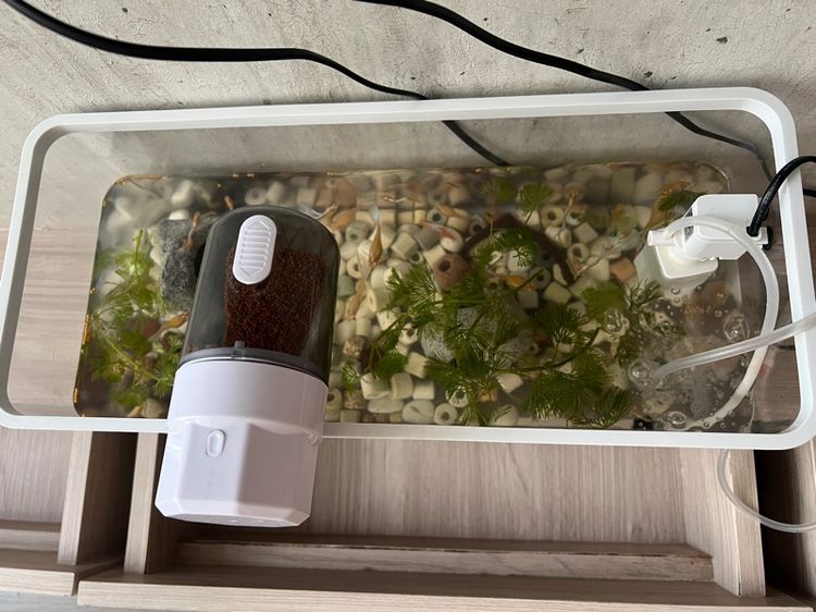 Guppy fish with all accessories  รูปที่ 6