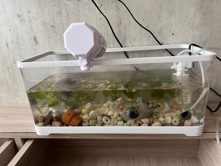 Guppy fish with all accessories  รูปที่ 3