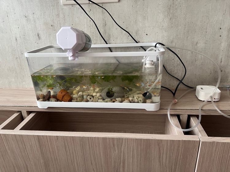 Guppy fish with all accessories  รูปที่ 2