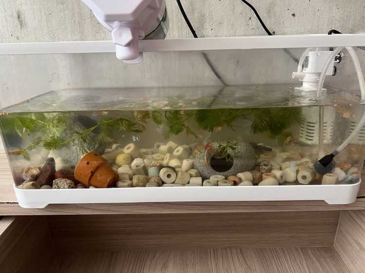 Guppy fish with all accessories  รูปที่ 4