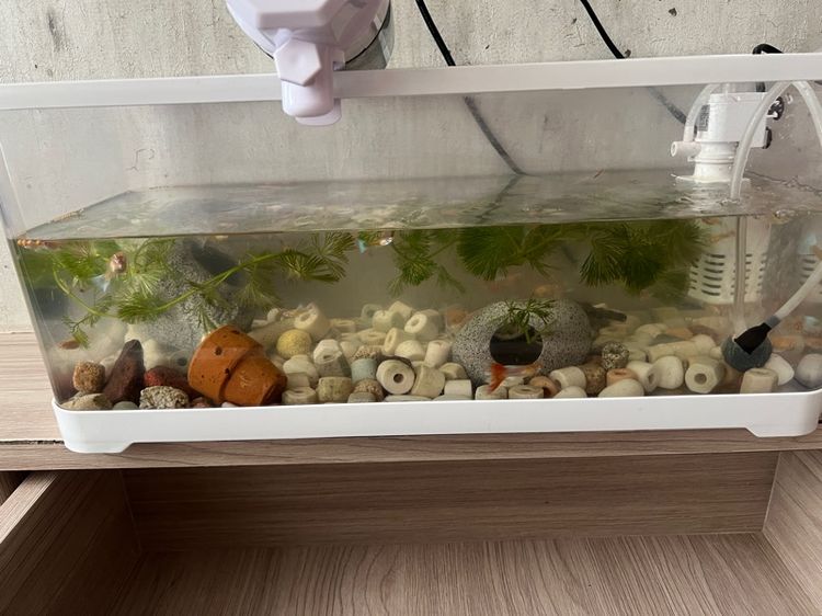 Guppy fish with all accessories  รูปที่ 5