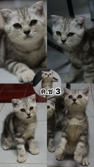 สก็อตติชเชียงใหม่ พาราแบ่งเลี้ยง