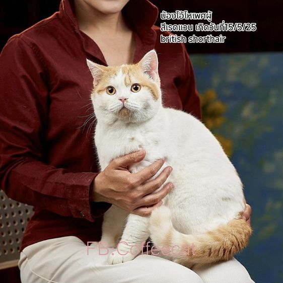บริติช ชอร์ตแฮร์ (British Shorthair) ลดประชากร แมวสายพันธุ์ british shorthair เพศผู้สี red white