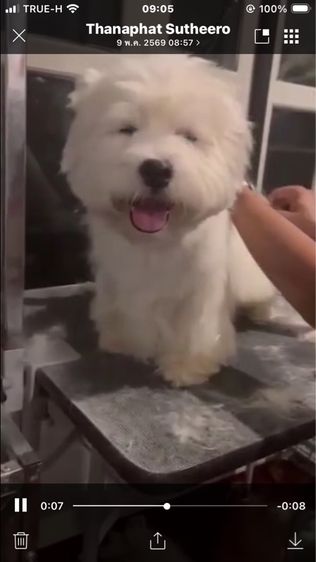 ลูกสุนัข รูปที่ 13