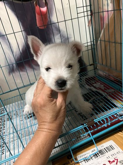 ลูกสุนัข รูปที่ 9