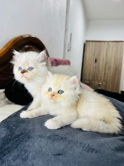 แมวเปอร์เซีย