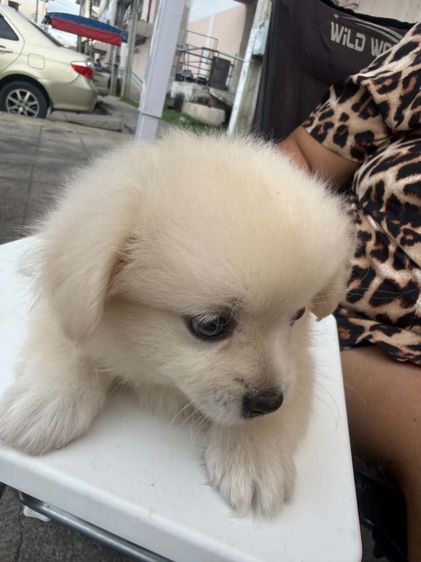 น้องเทอเรียผสมชิวาว่าผู้.1 ตัวเมีย 2 ตัวตัวละ 2,000 บาทยกคอก 5000 บาทเกิด2พฤษภาคม รูปที่ 11
