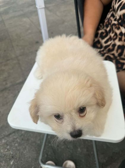 น้องเทอเรียผสมชิวาว่าผู้.1 ตัวเมีย 2 ตัวตัวละ 2,000 บาทยกคอก 5000 บาทเกิด2พฤษภาคม รูปที่ 12