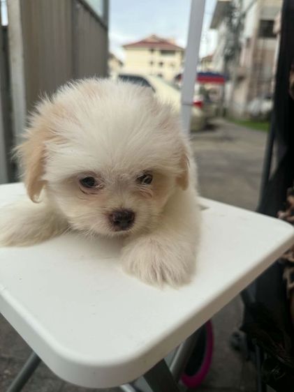 น้องเทอเรียผสมชิวาว่าผู้.1 ตัวเมีย 2 ตัวตัวละ 2,000 บาทยกคอก 5000 บาทเกิด2พฤษภาคม รูปที่ 10