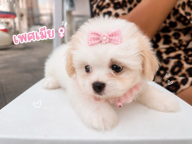 น้องเทอเรียผสมชิวาว่าผู้.1 ตัวเมีย 2 ตัวตัวละ 2,000 บาทยกคอก 5000 บาทเกิด2พฤษภาคม