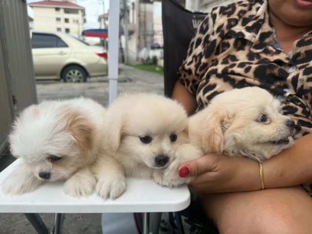 น้องเทอเรียผสมชิวาว่าผู้.1 ตัวเมีย 2 ตัวตัวละ 2,000 บาทยกคอก 5000 บาทเกิด2พฤษภาคม รูปที่ 9