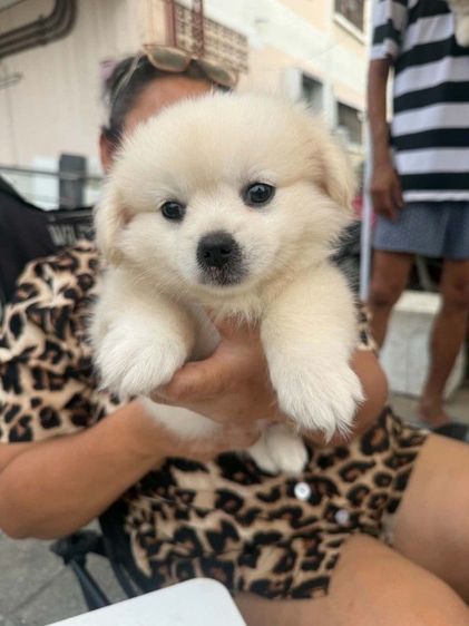 น้องเทอเรียผสมชิวาว่าผู้.1 ตัวเมีย 2 ตัวตัวละ 2,000 บาทยกคอก 5000 บาทเกิด2พฤษภาคม รูปที่ 6