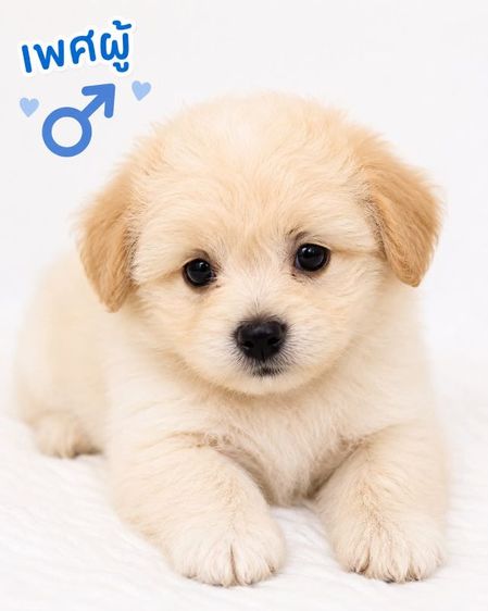 น้องเทอเรียผสมชิวาว่าผู้.1 ตัวเมีย 2 ตัวตัวละ 2,000 บาทยกคอก 5000 บาทเกิด2พฤษภาคม รูปที่ 3