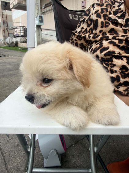 น้องเทอเรียผสมชิวาว่าผู้.1 ตัวเมีย 2 ตัวตัวละ 2,000 บาทยกคอก 5000 บาทเกิด2พฤษภาคม รูปที่ 14