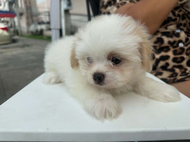 น้องเทอเรียผสมชิวาว่าผู้.1 ตัวเมีย 2 ตัวตัวละ 2,000 บาทยกคอก 5000 บาทเกิด2พฤษภาคม รูปที่ 4