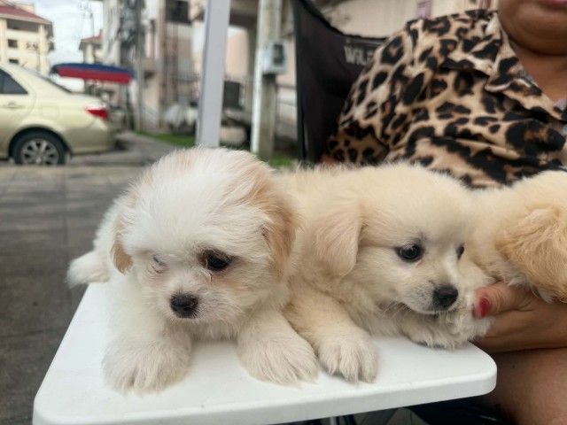 น้องเทอเรียผสมชิวาว่าผู้.1 ตัวเมีย 2 ตัวตัวละ 2,000 บาทยกคอก 5000 บาทเกิด2พฤษภาคม รูปที่ 8