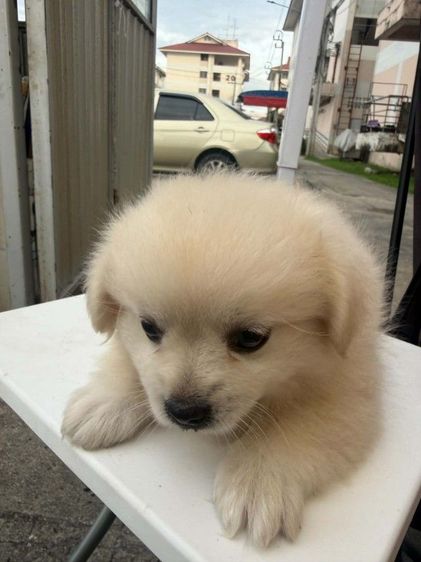 น้องเทอเรียผสมชิวาว่าผู้.1 ตัวเมีย 2 ตัวตัวละ 2,000 บาทยกคอก 5000 บาทเกิด2พฤษภาคม รูปที่ 5