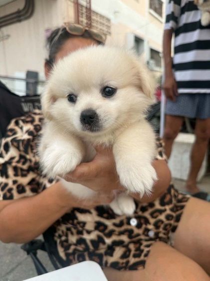 น้องเทอเรียผสมชิวาว่าผู้.1 ตัวเมีย 2 ตัวตัวละ 2,000 บาทยกคอก 5000 บาทเกิด2พฤษภาคม รูปที่ 7