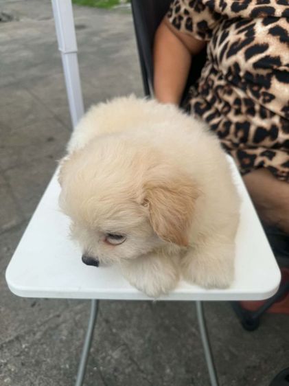 น้องเทอเรียผสมชิวาว่าผู้.1 ตัวเมีย 2 ตัวตัวละ 2,000 บาทยกคอก 5000 บาทเกิด2พฤษภาคม รูปที่ 16