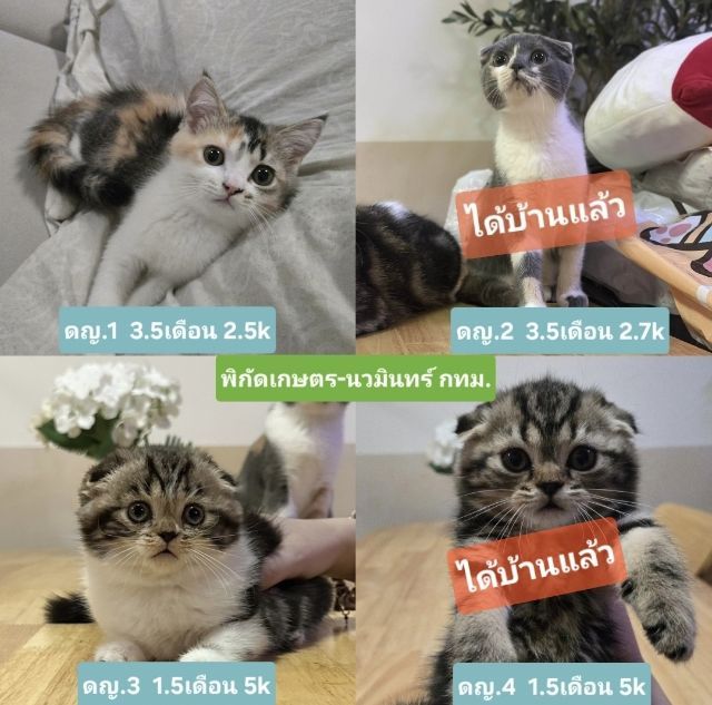 แมวสกอตติช
