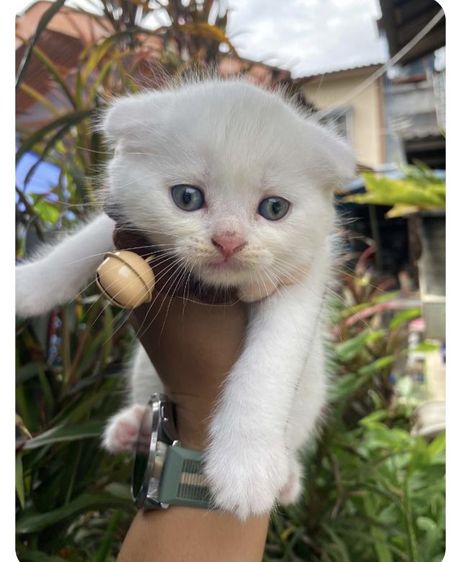 สก็อตติช โฟลด์ (Scottish Fold) สก้อตติช