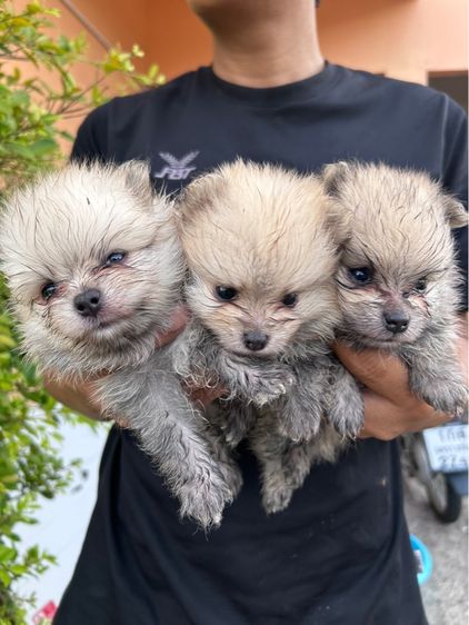 ปอมเมอเรเนียน (Pomeranian) เล็ก ปอมแท้