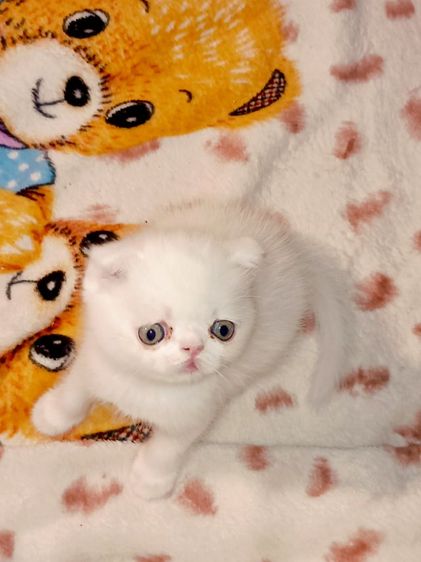 สก็อตติช โฟลด์ (Scottish Fold) น้องหูพับ สก๊อตติช