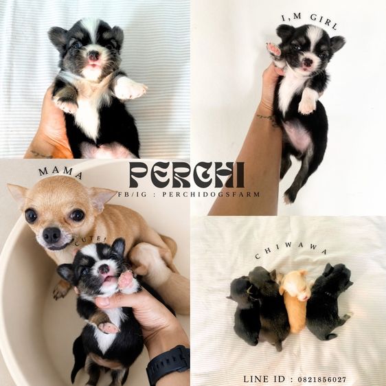 ชิวาวา (Chihuahua) เล็ก ลูกหมา ชิวาวา 