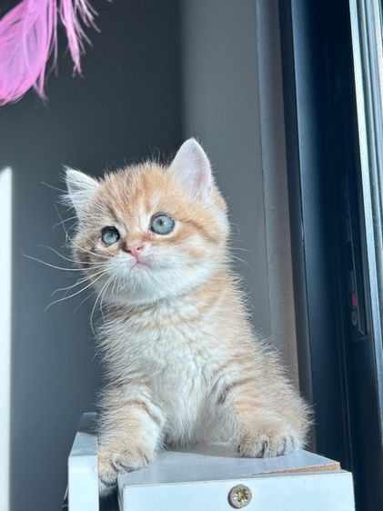 บริติช ชอร์ตแฮร์ (British Shorthair) บริติช
