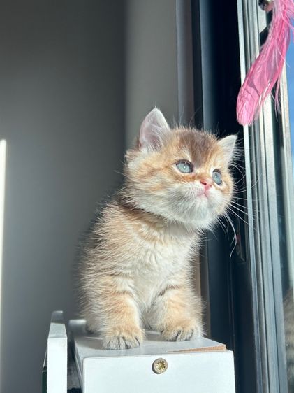 บริติช ชอร์ตแฮร์ (British Shorthair) บริติช